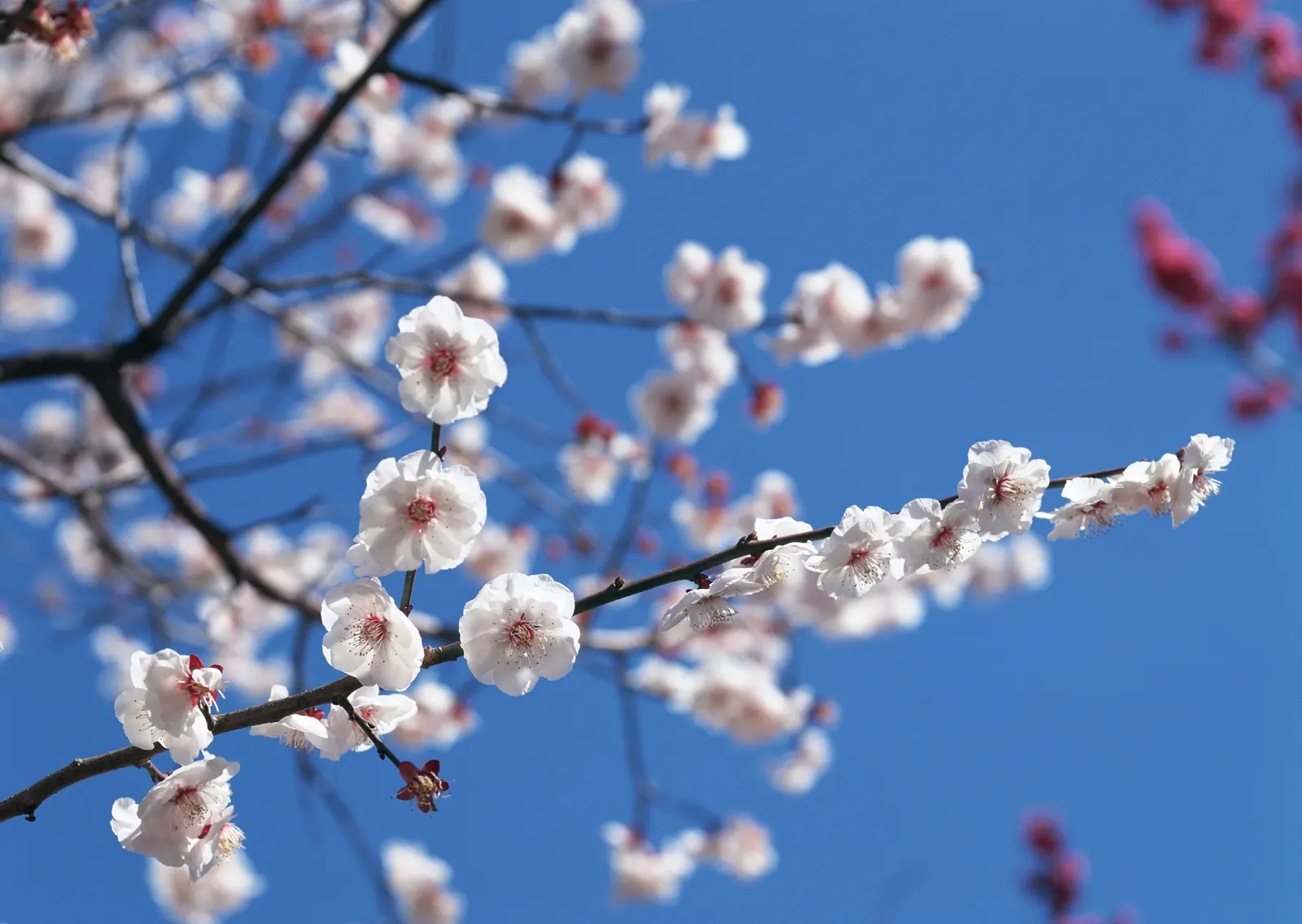 Horizontal Blossom Flower Branch Botanical Free Stock Photo 8