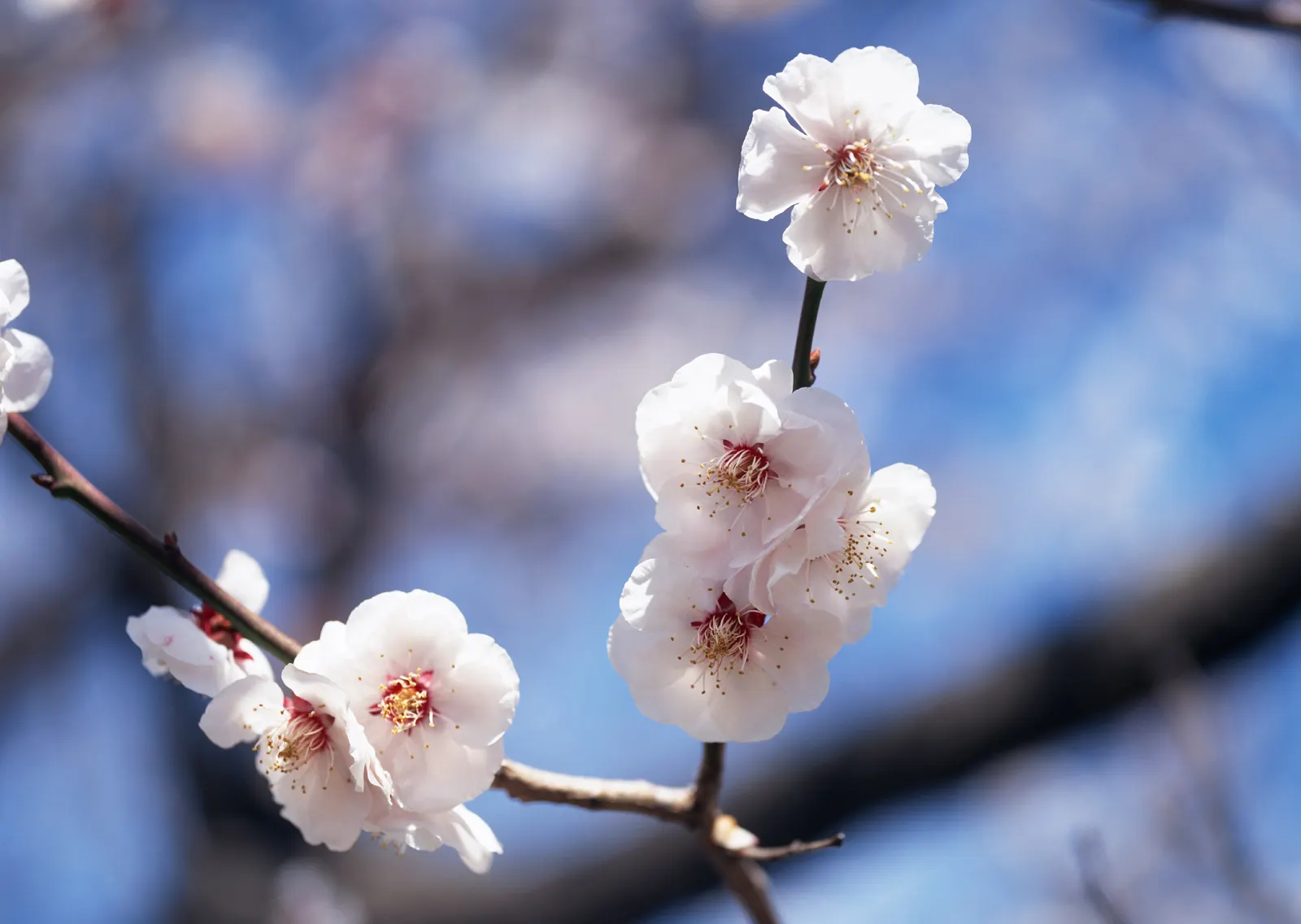 Horizontal Blossom Flower Branch Botanical Free Stock Photo 9