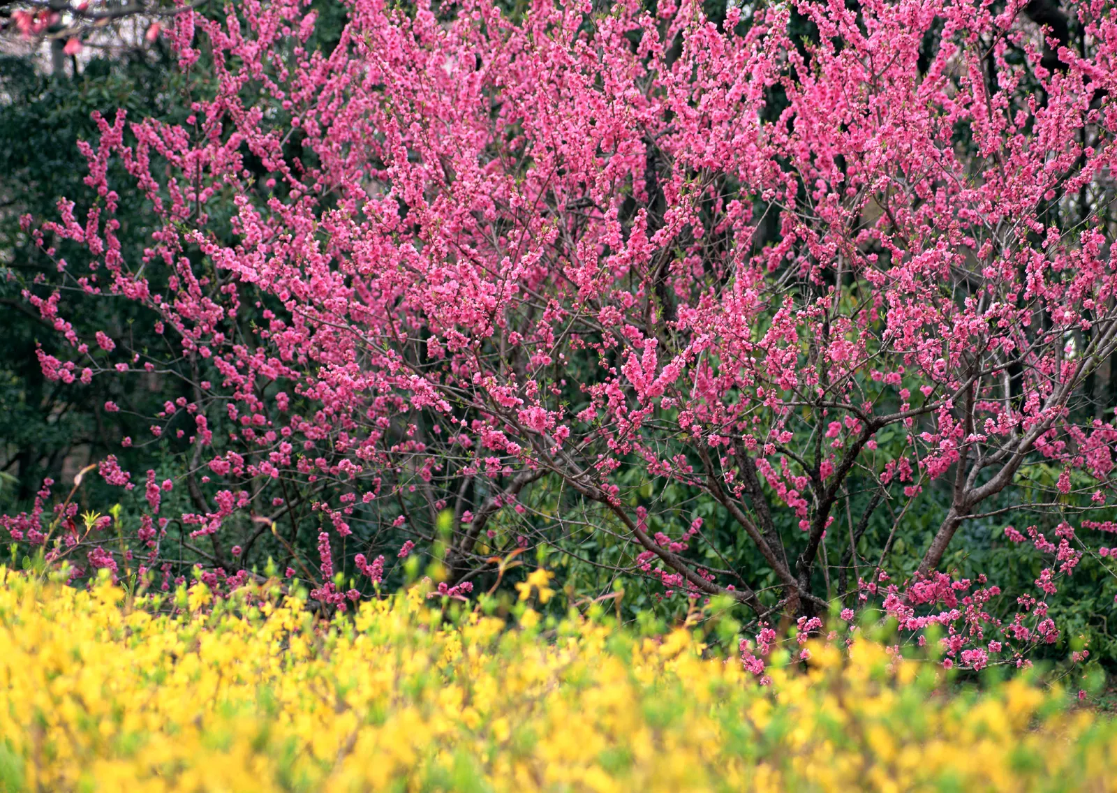 Horizontal Maple Tree Blossom Flower Botanical Free Stock Photo