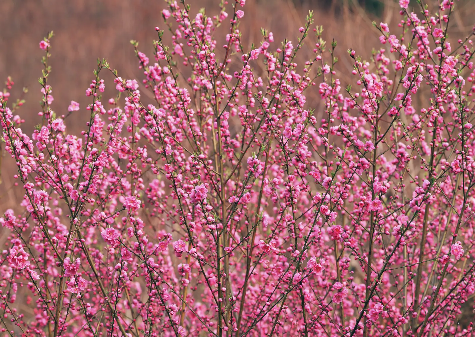 Horizontal Blossom Flower Branch Botanical Free Stock Photo 10