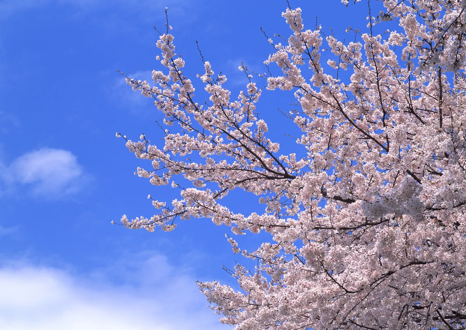 Horizontal Blossom Flower Branch Botanical Free Stock Photo 11