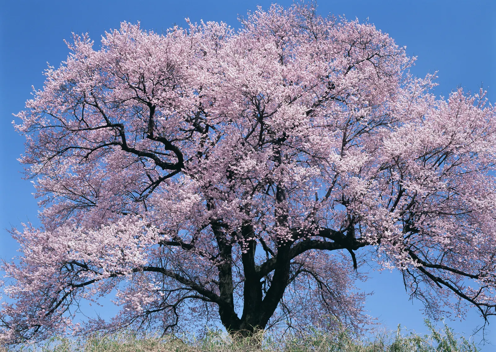 Horizontal Blossom Flower Branch Botanical Free Stock Photo 12