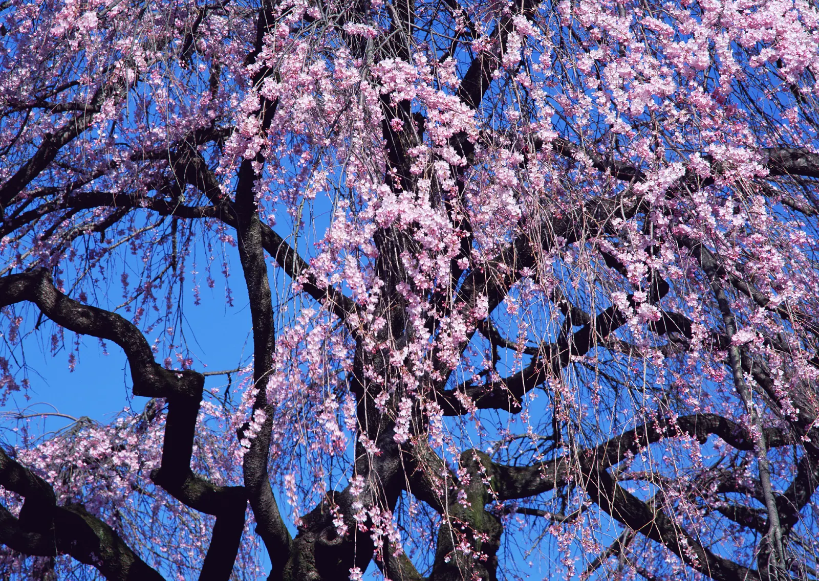 Horizontal Blossom Flower Branch Botanical Free Stock Photo 14