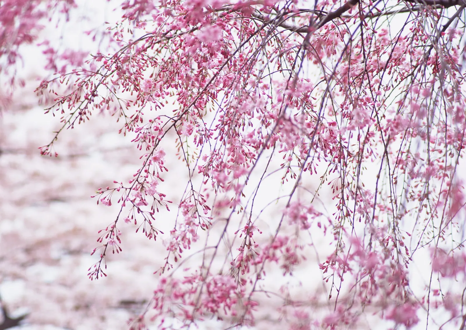 Horizontal Blossom Flower Branch Botanical Free Stock Photo 15