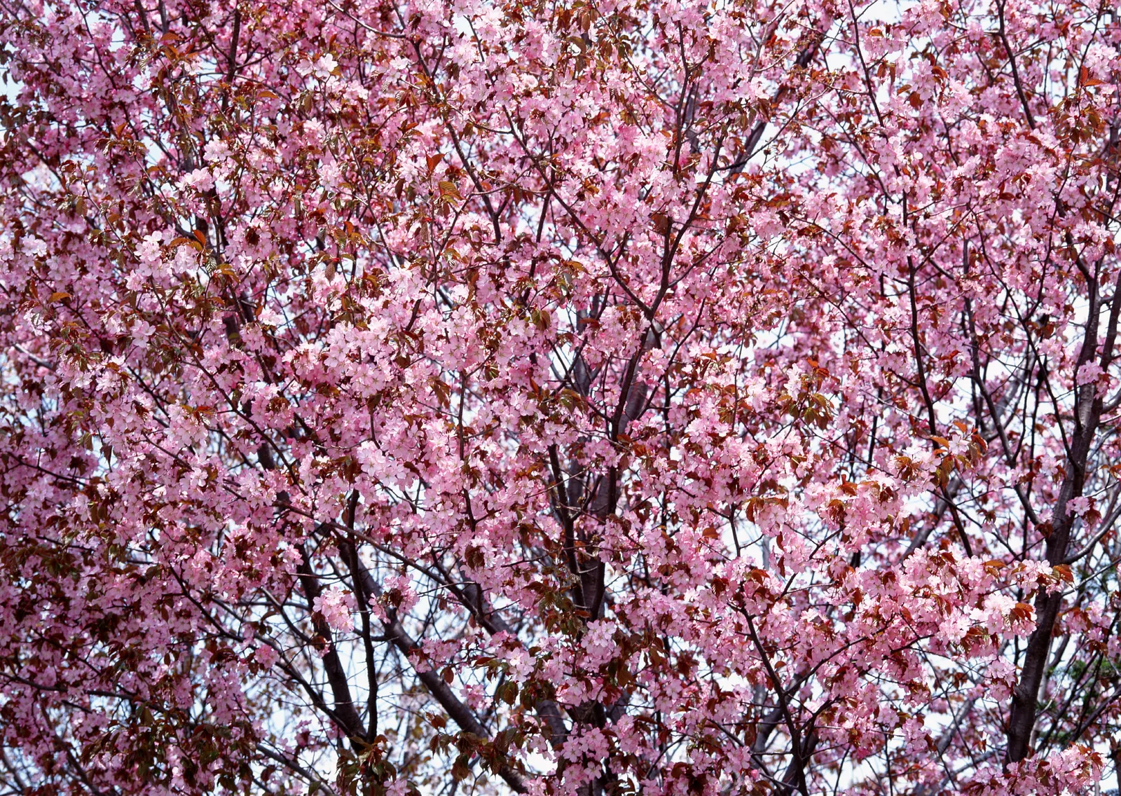 Horizontal Blossom Flower Branch Botanical Free Stock Photo 16