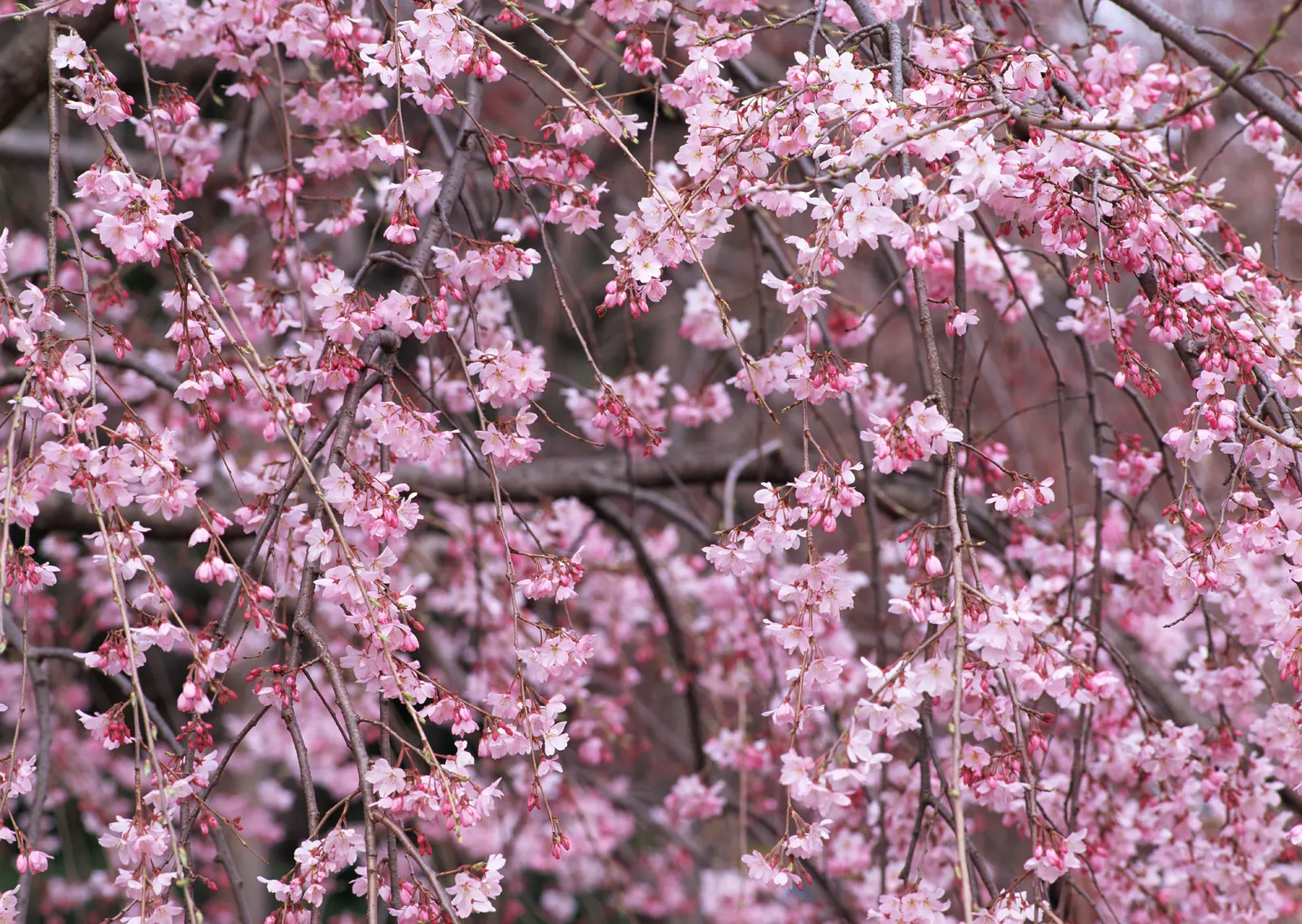 Horizontal Blossom Flower Branch Botanical Free Stock Photo 17