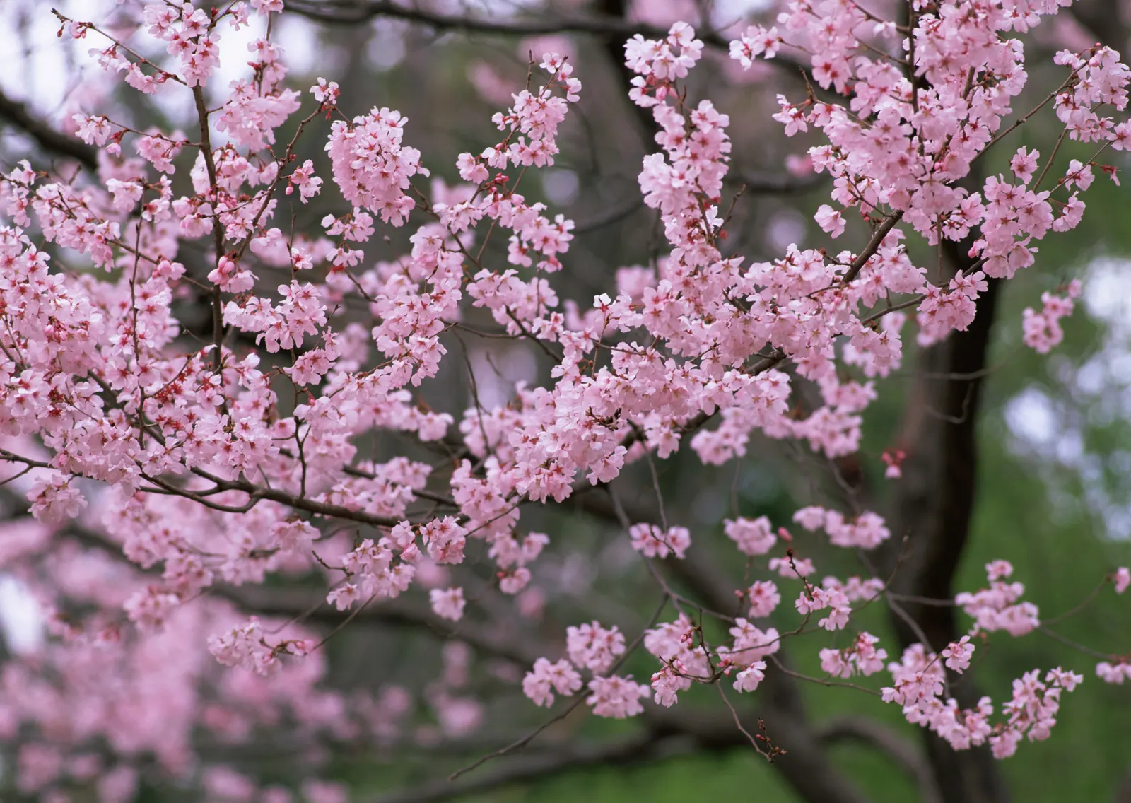 Horizontal Blossom Flower Branch Botanical Free Stock Photo 18