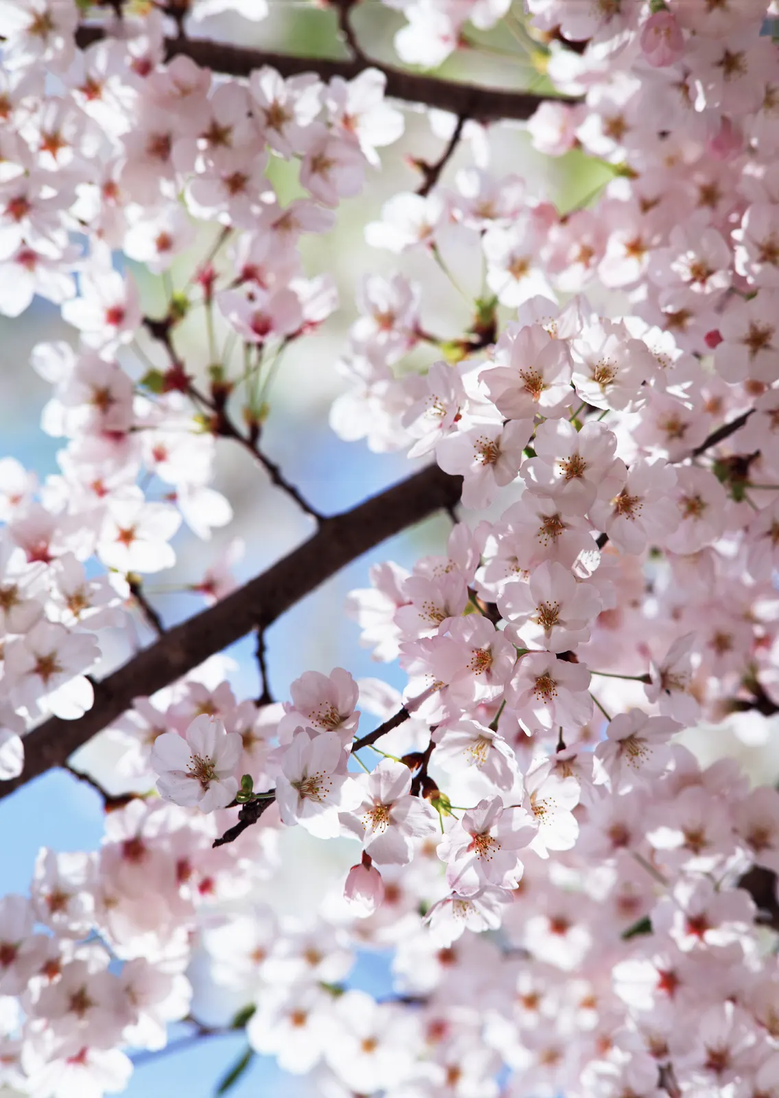 Vertical Blossom Flower Branch Botanical Free Stock Photo 2