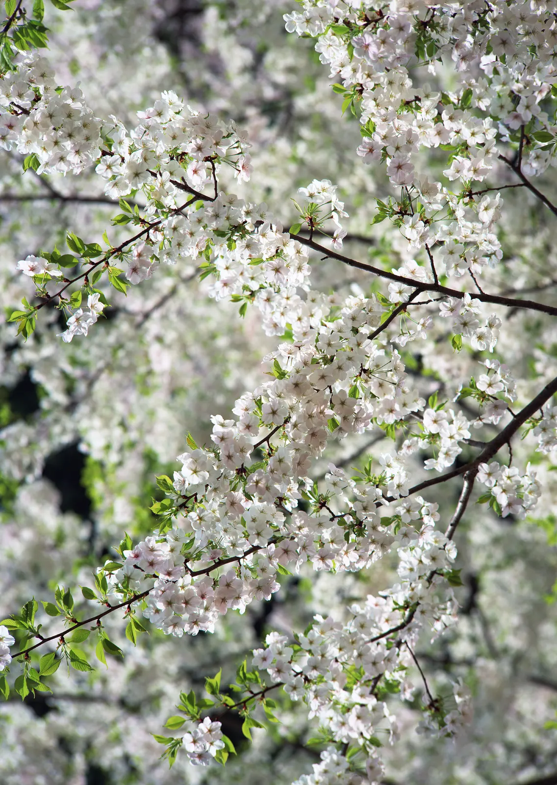 Vertical Blossom Flower Branch Botanical Free Stock Photo 3
