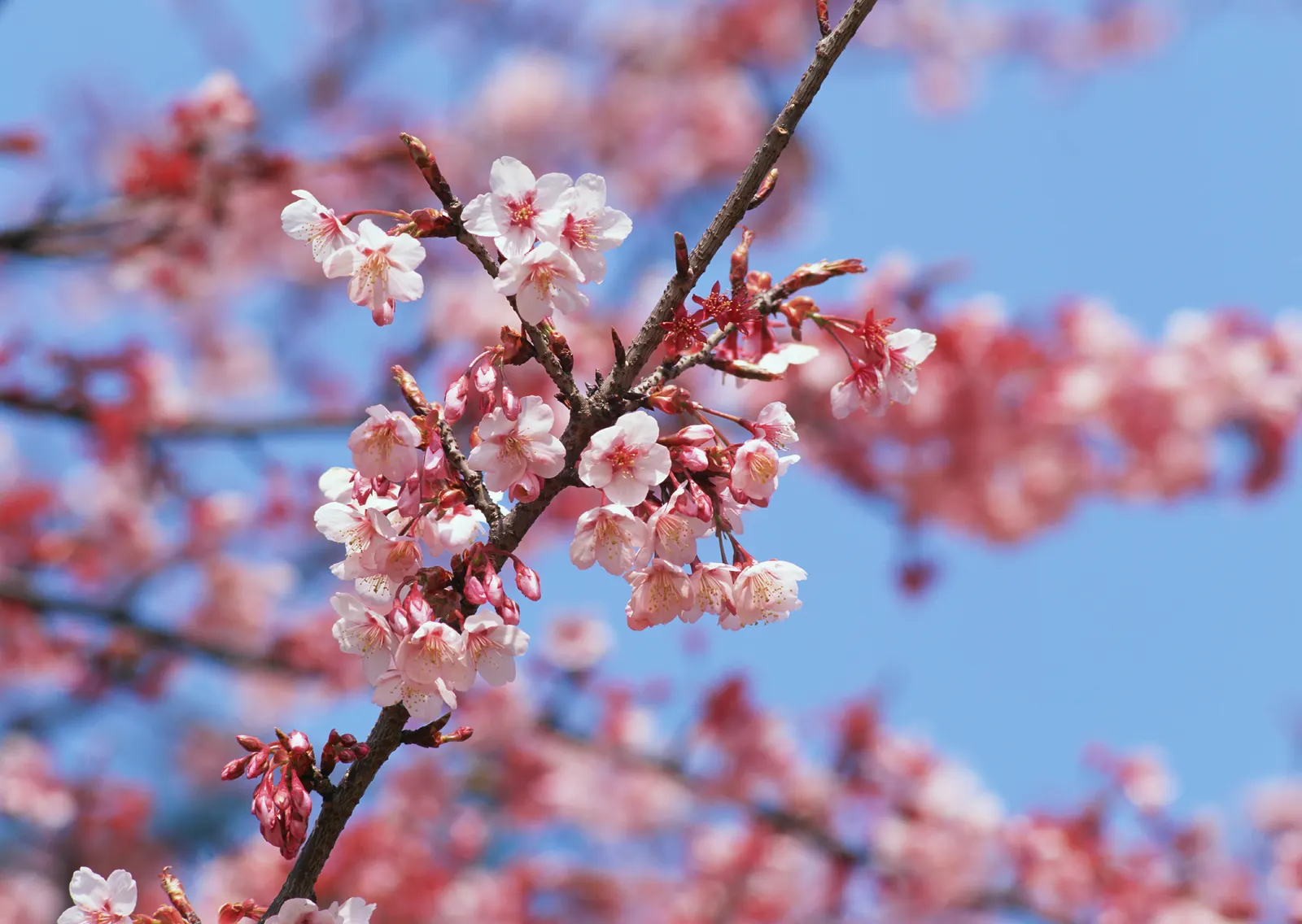 Horizontal Blossom Flower Branch Botanical Free Stock Photo 19