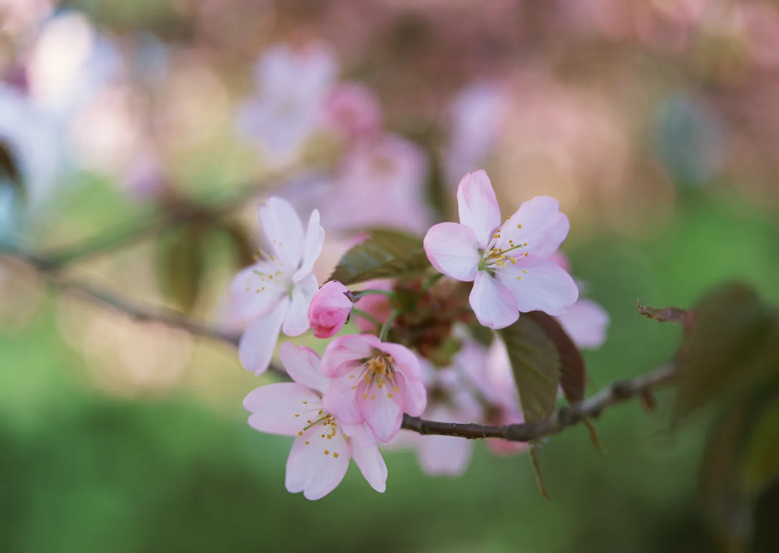 Horizontal Flower Blossom Branch Animal Free Stock Photo 2