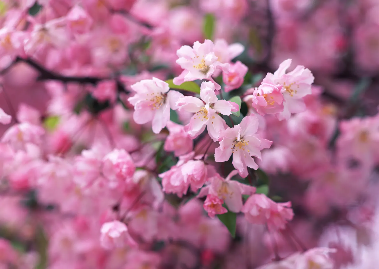 Horizontal Flower Blossom Branch Botanical Free Stock Photo 2