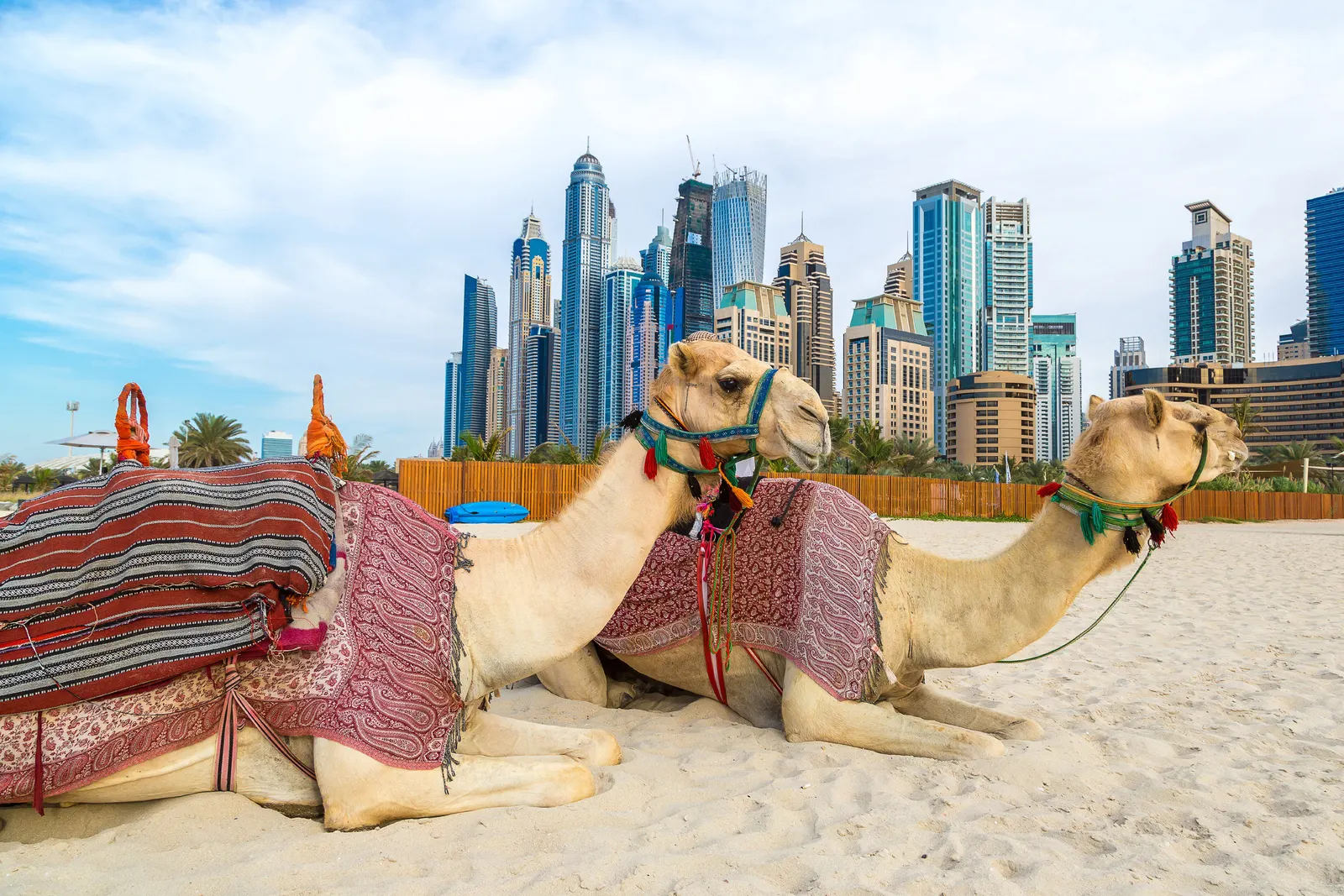 Horizontal Animal Camel Mammal Free Stock Photo