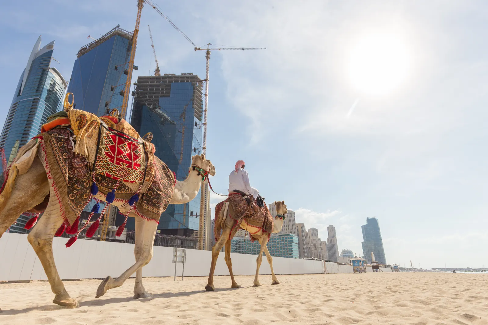 Horizontal Animal Camel Mammal Free Stock Photo 2