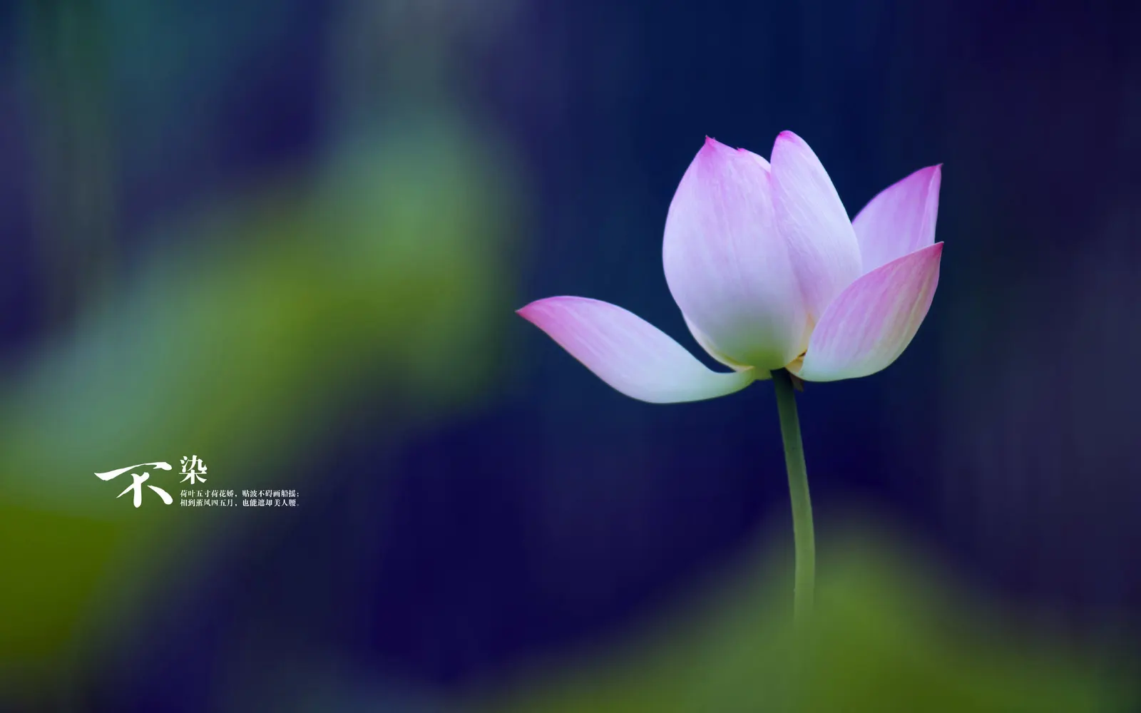 Flower Tulip Lily Botanical