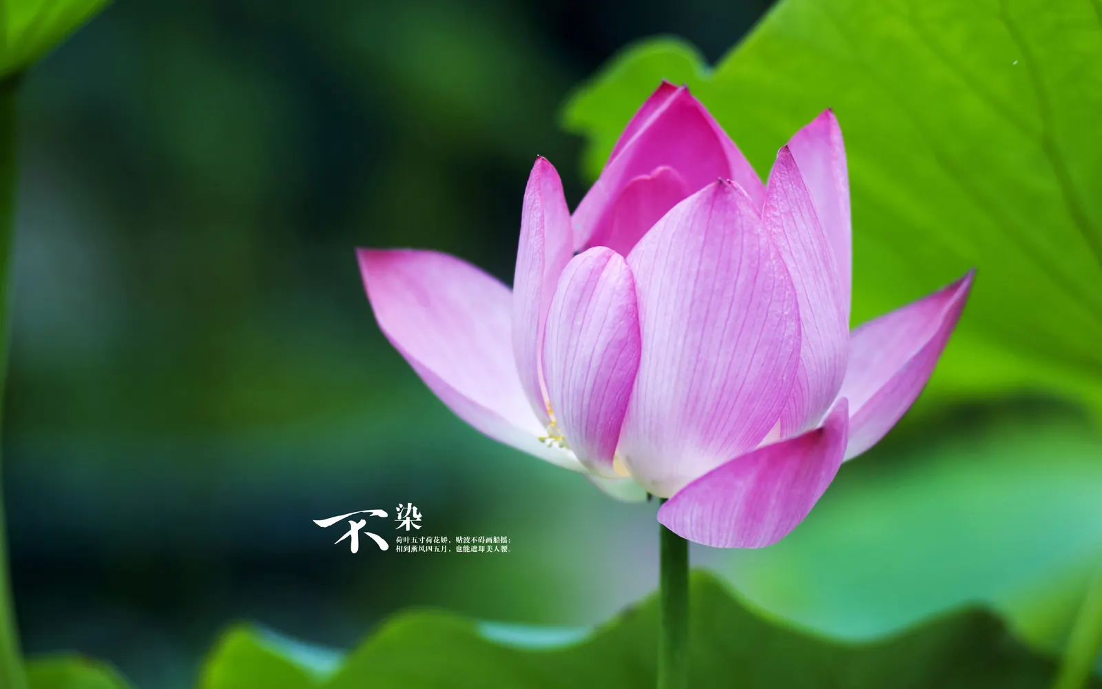 Foliage Flower Lily Botanical