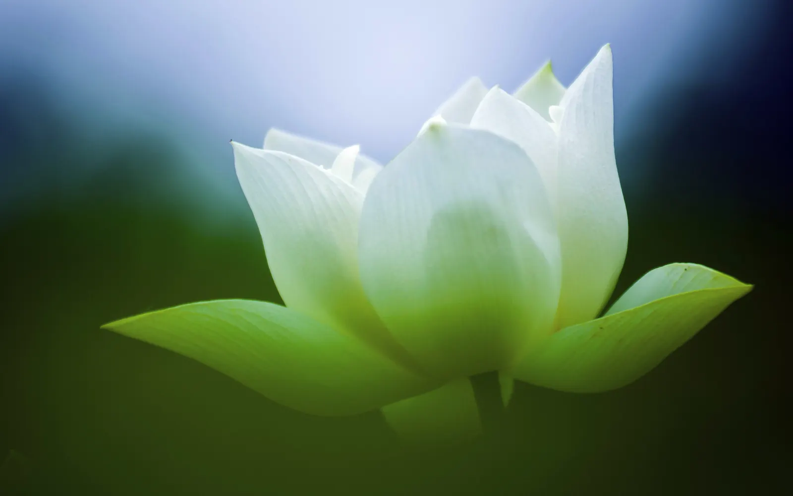 Flower Lily Foliage Botanical