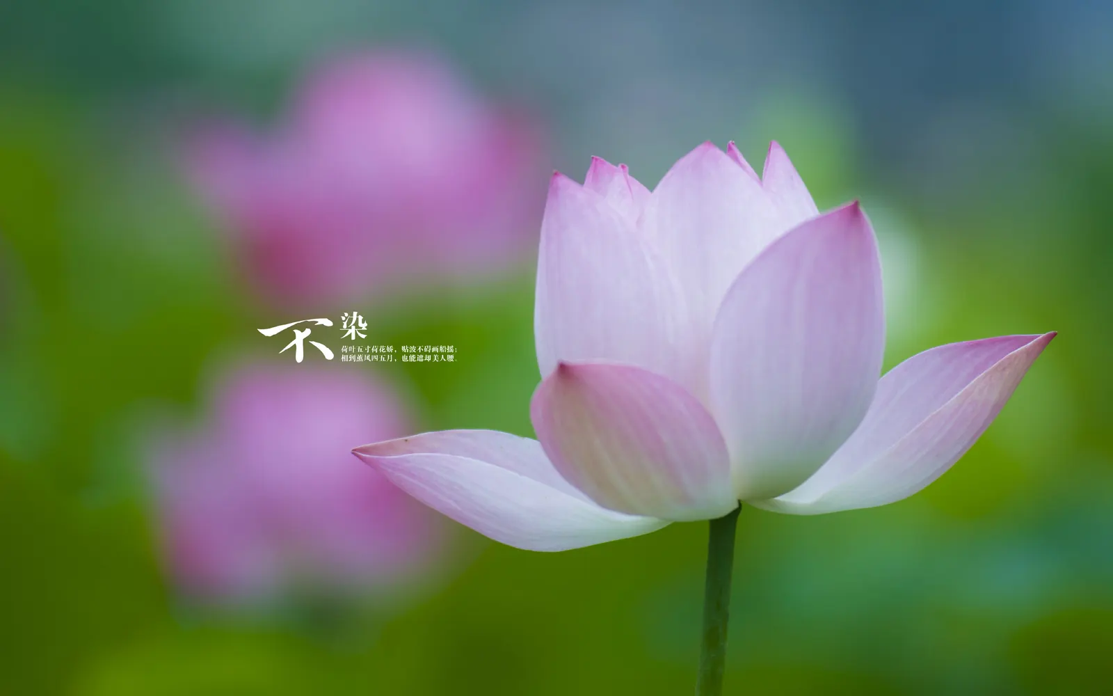 Flower Lily Tulip Botanical