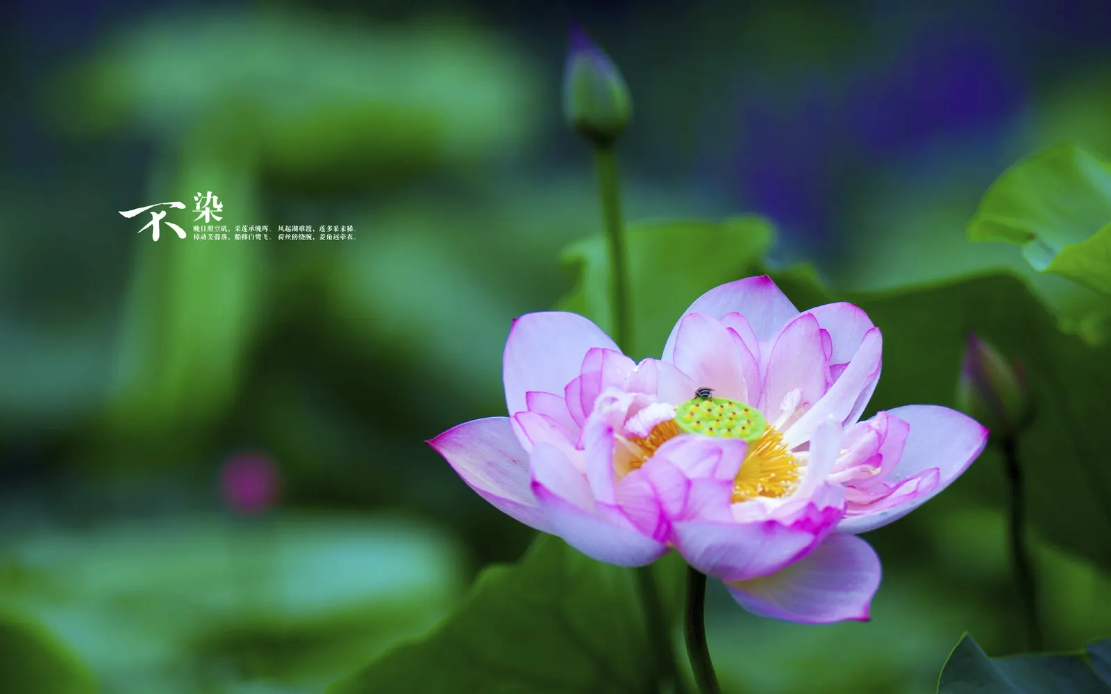 Foliage Flower Lily Botanical