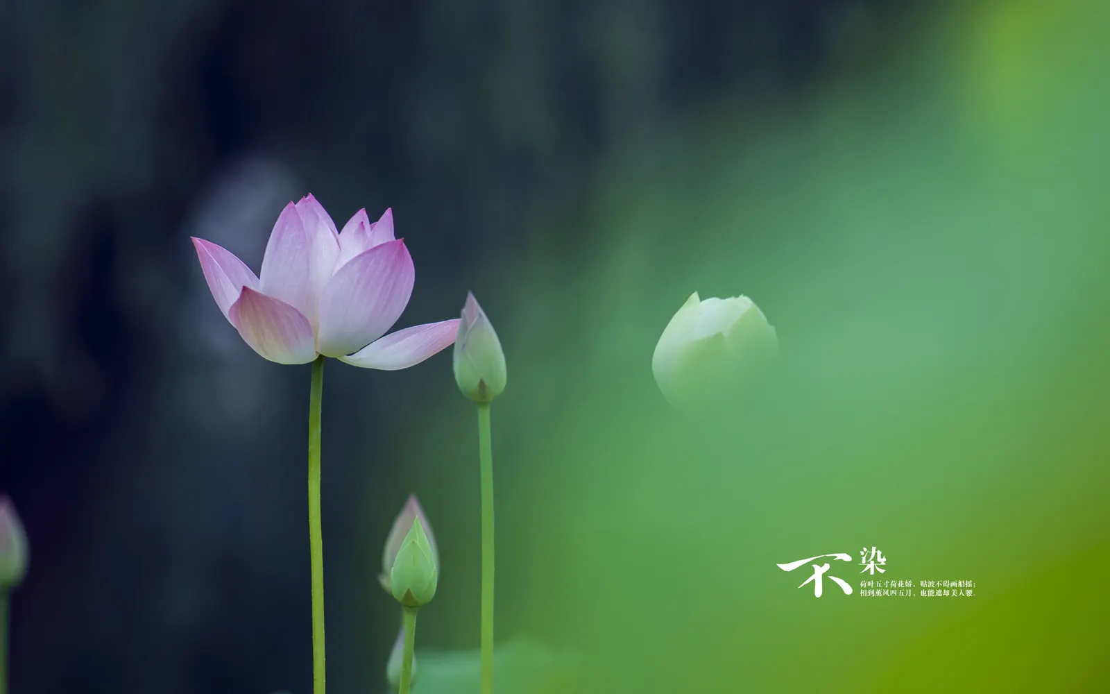 Flower Tulip Lily Botanical