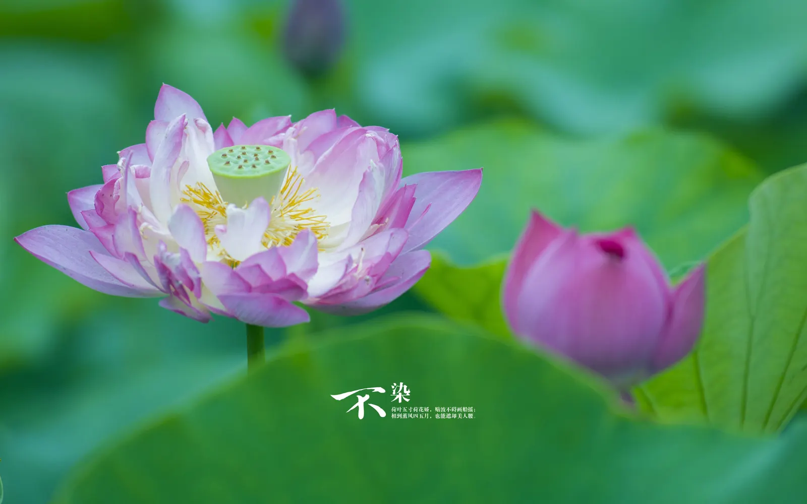 Foliage Flower Lily Botanical