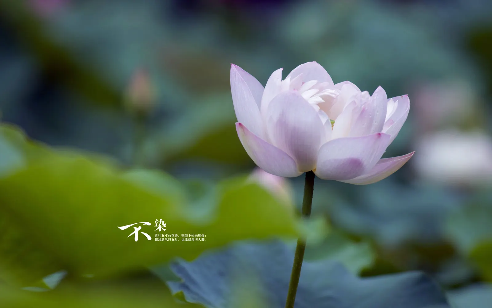 Flower Tulip Lily Botanical