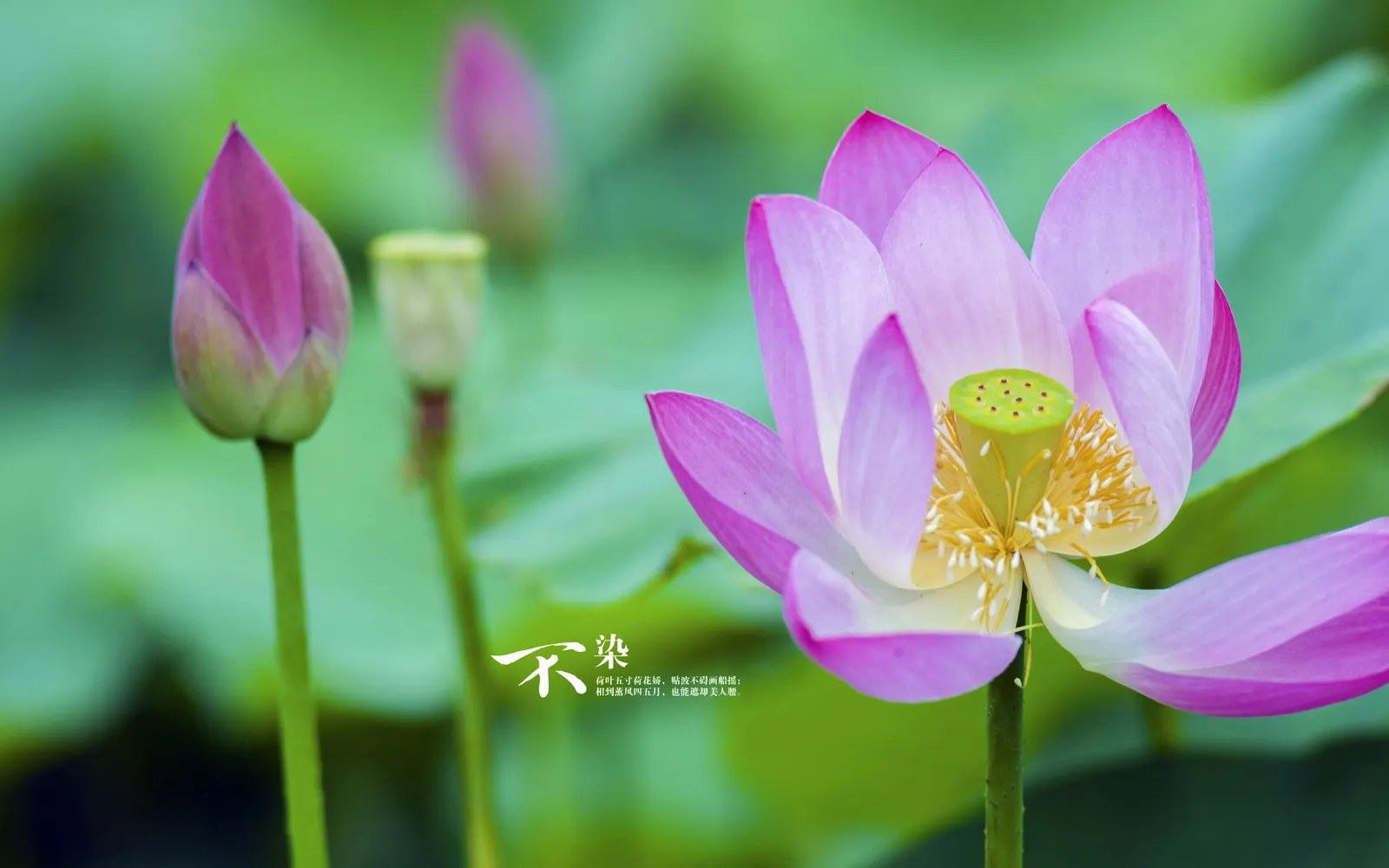 Flower Lily Orchid Botanical