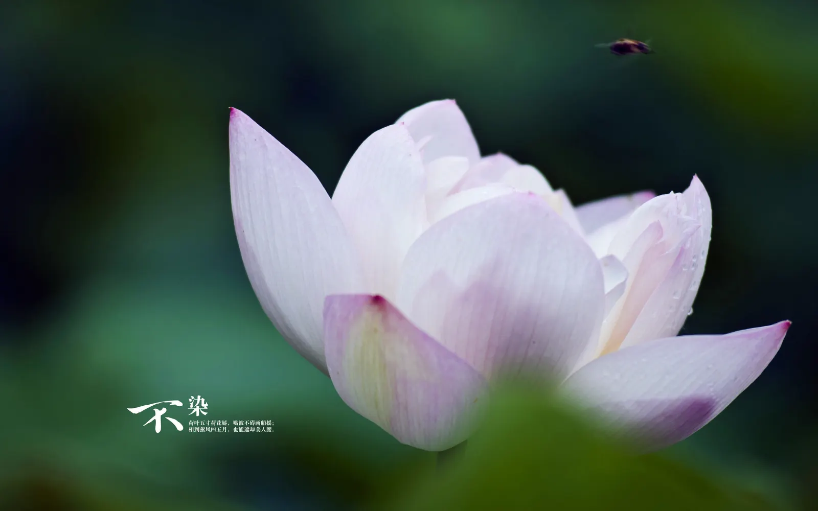 Flower Lily Orchid Animal
