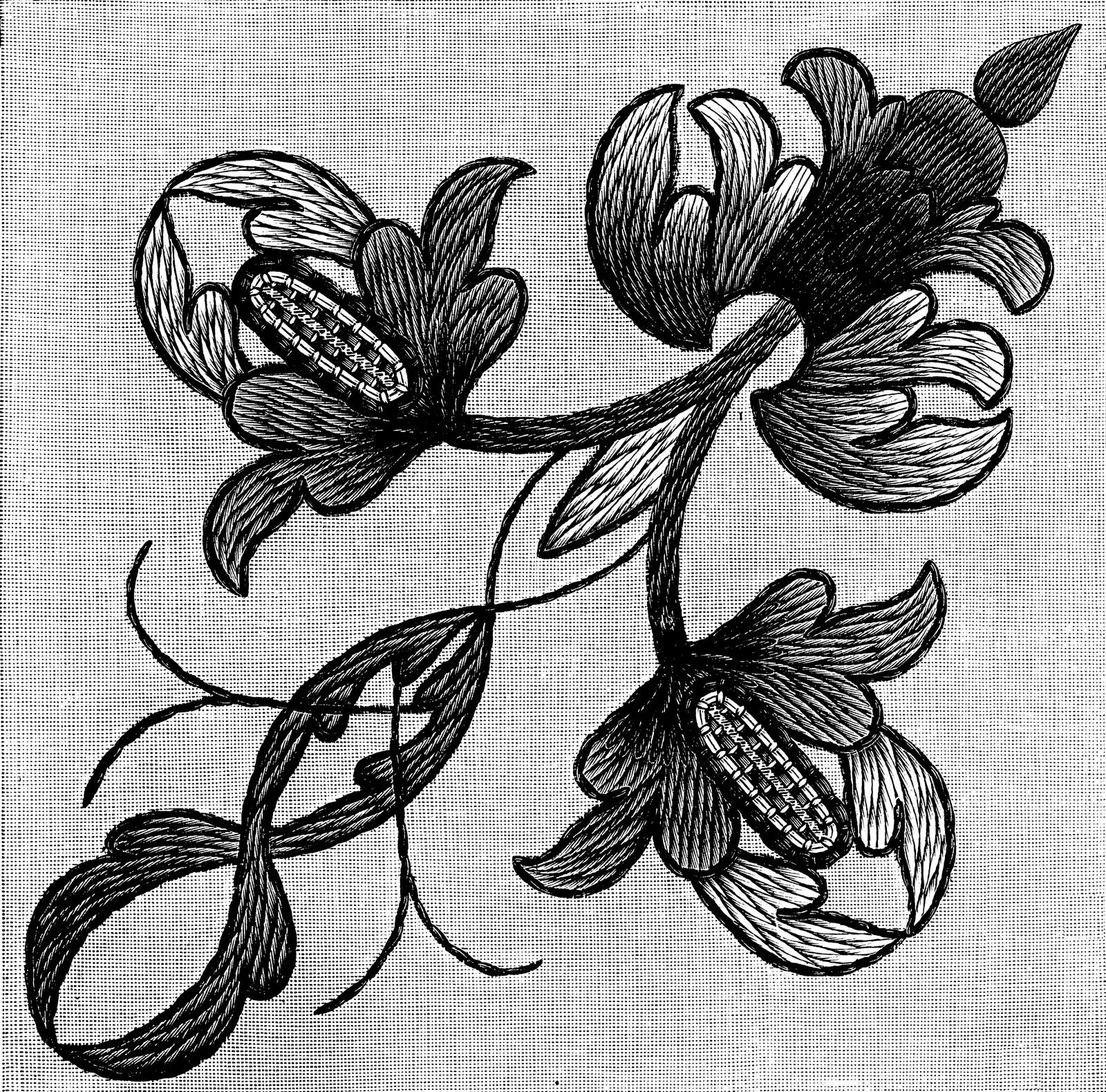 Illustrations Animal