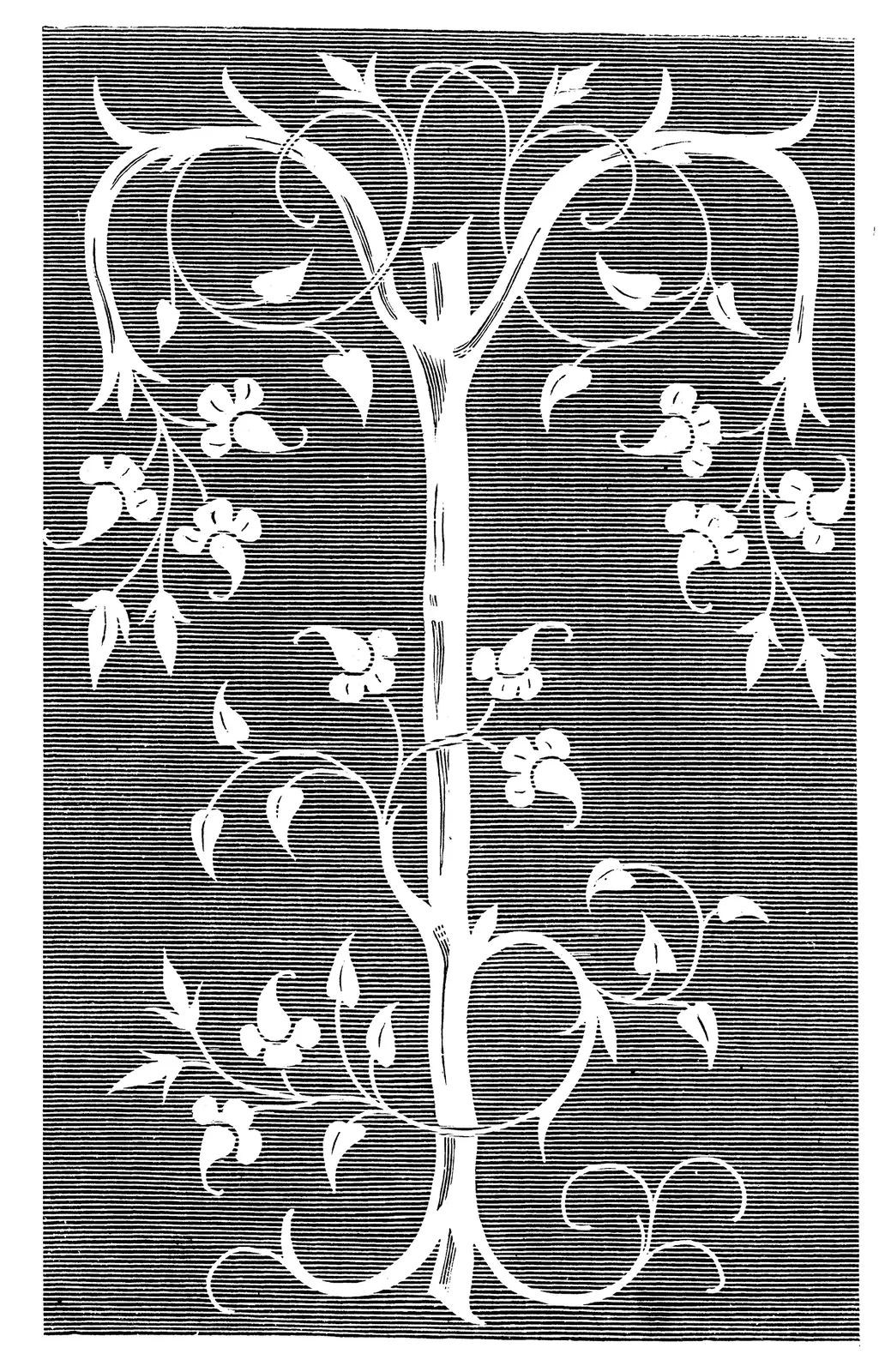 Illustrations Botanical