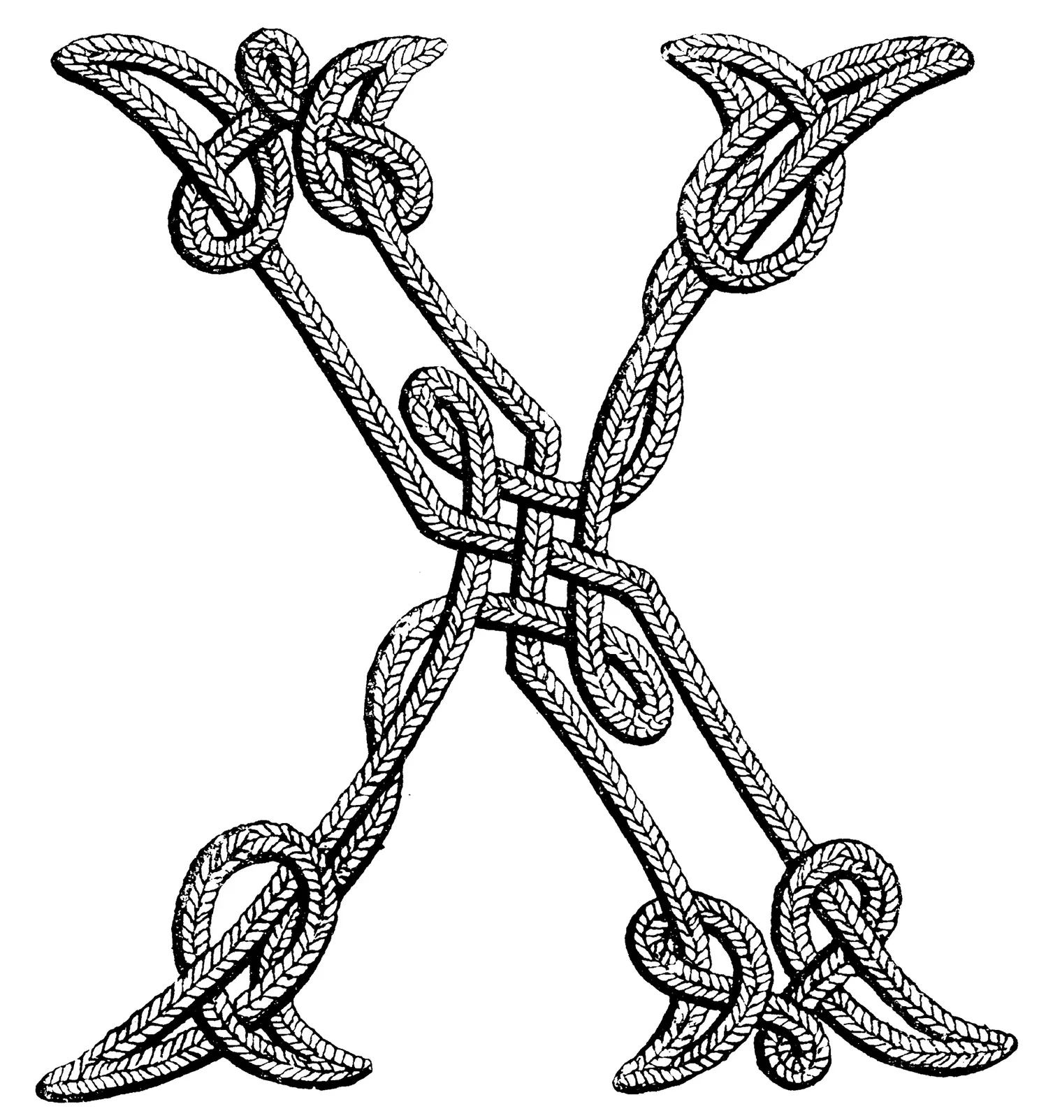 Illustrations Skeleton Cord Animal