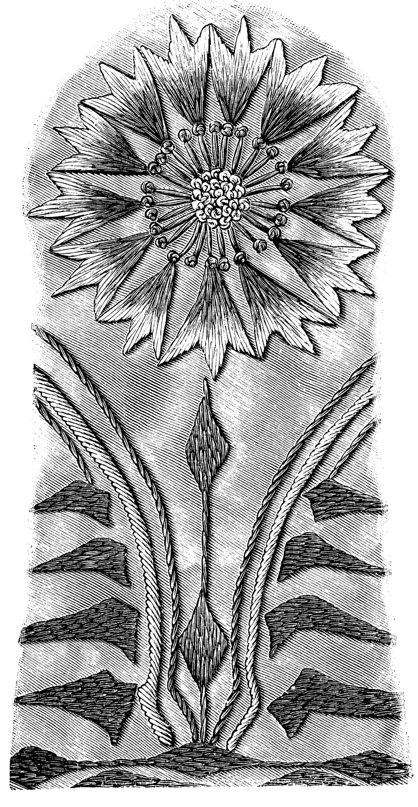 Illustrations Botanical