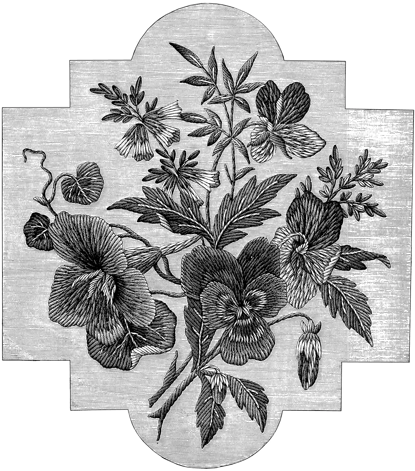 Illustrations Flower Lily Botanical