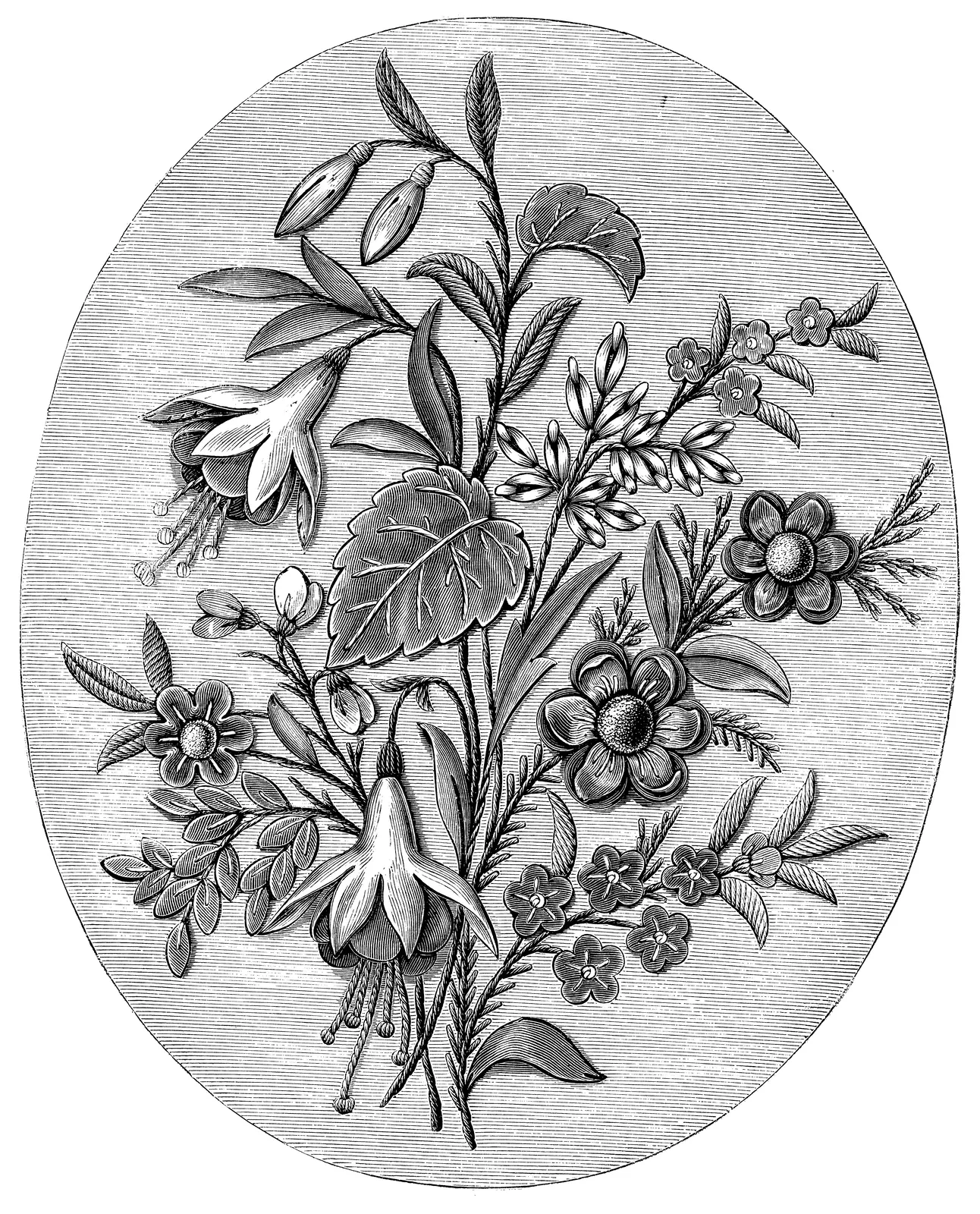 Illustrations Flower Lily Botanical