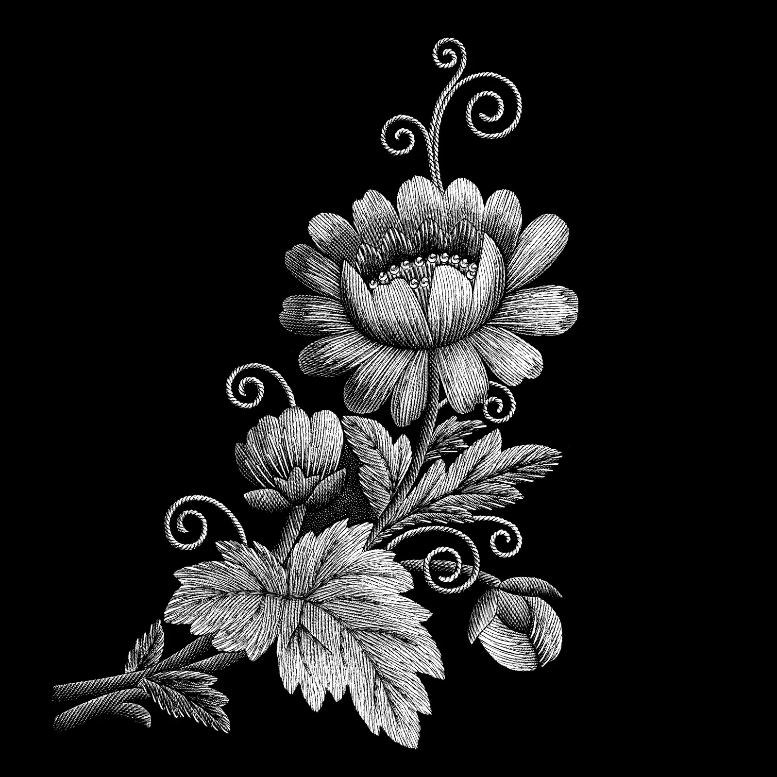 Illustrations Flower Chrysanthemum Botanical