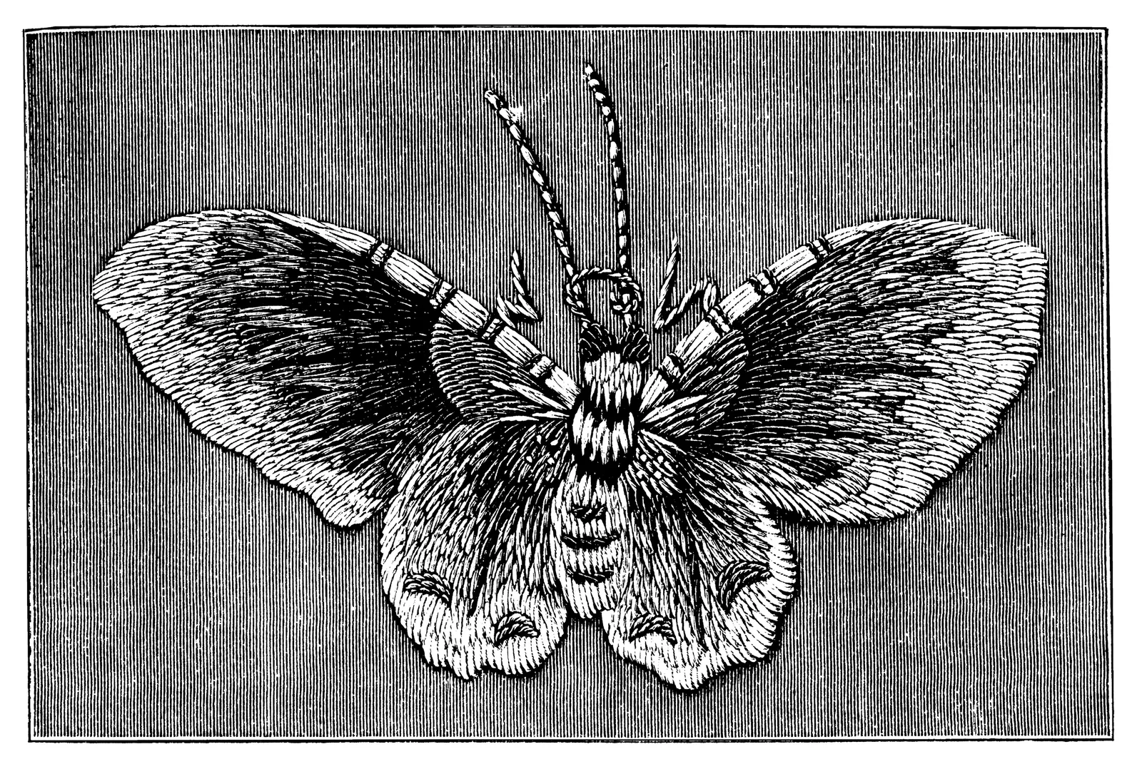 Illustrations Animal Arthropods
