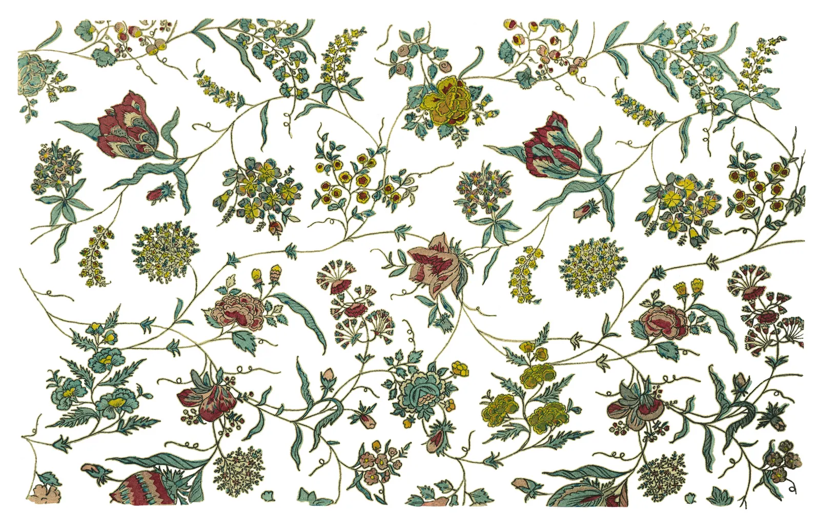 Illustrations Animal Arthropods