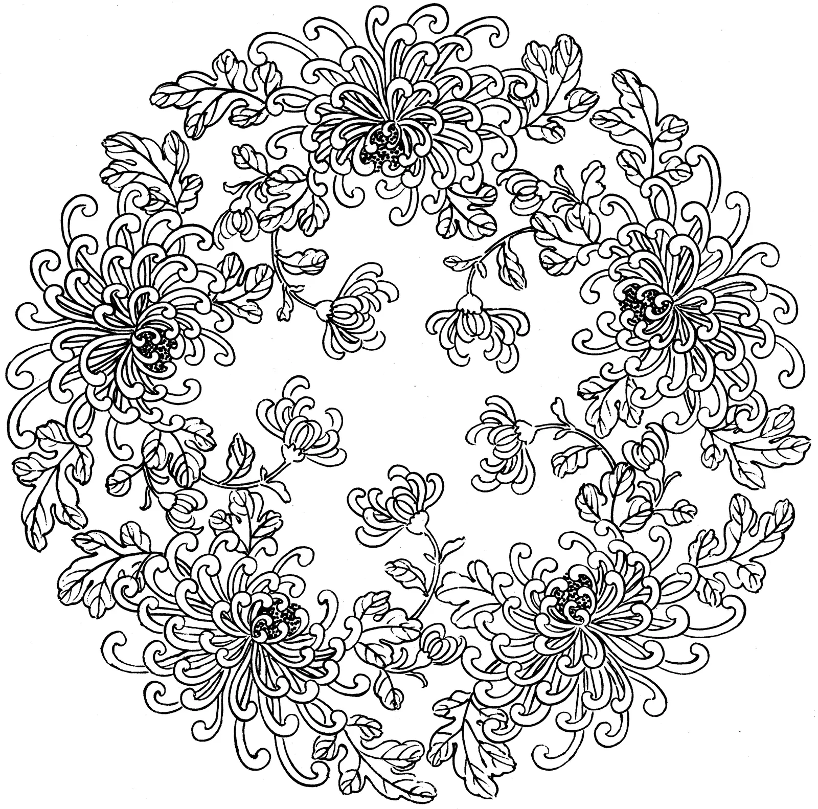 Illustrations Flower Chrysanthemum Botanical