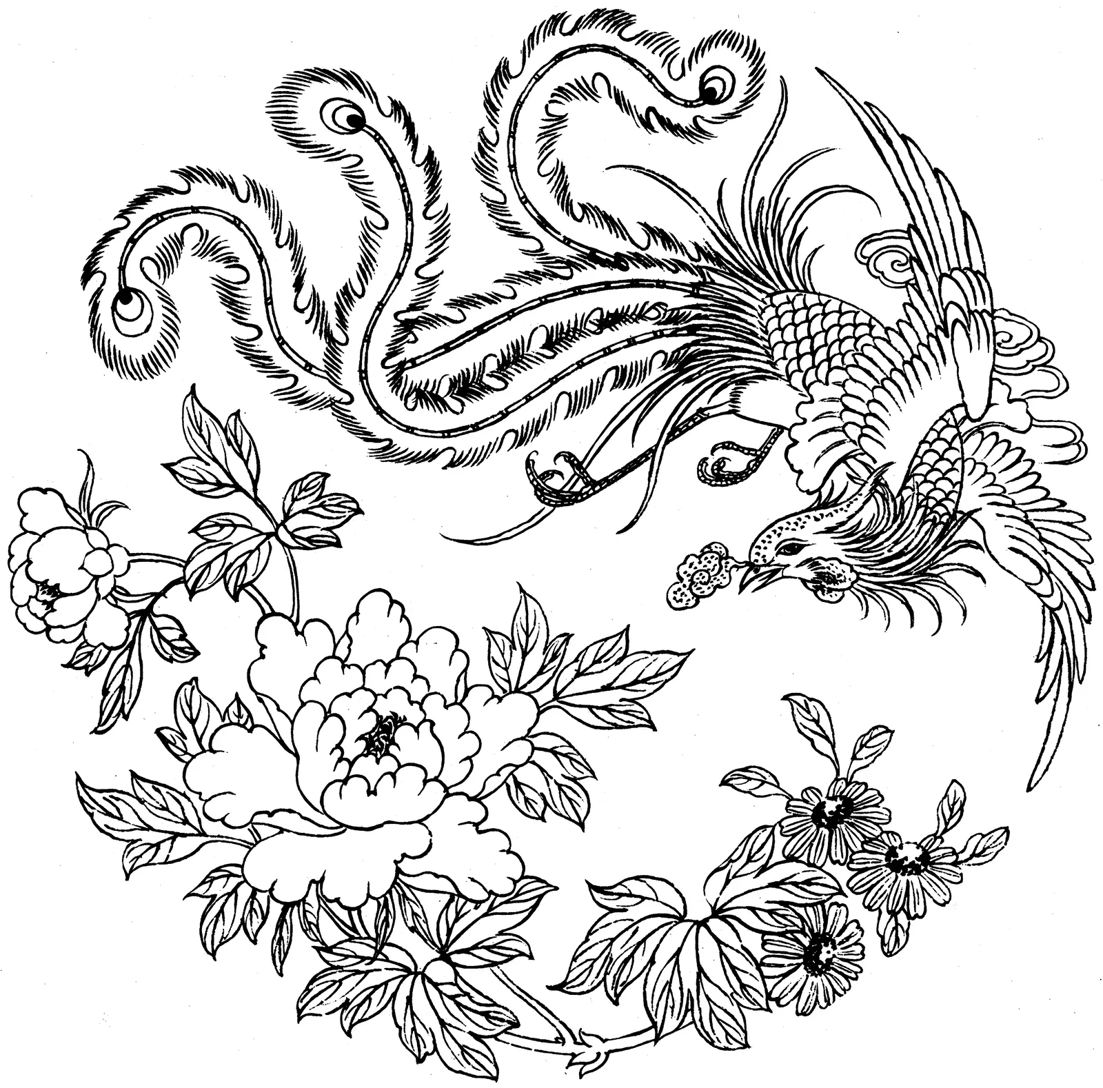 Illustrations Flower Chrysanthemum Animal