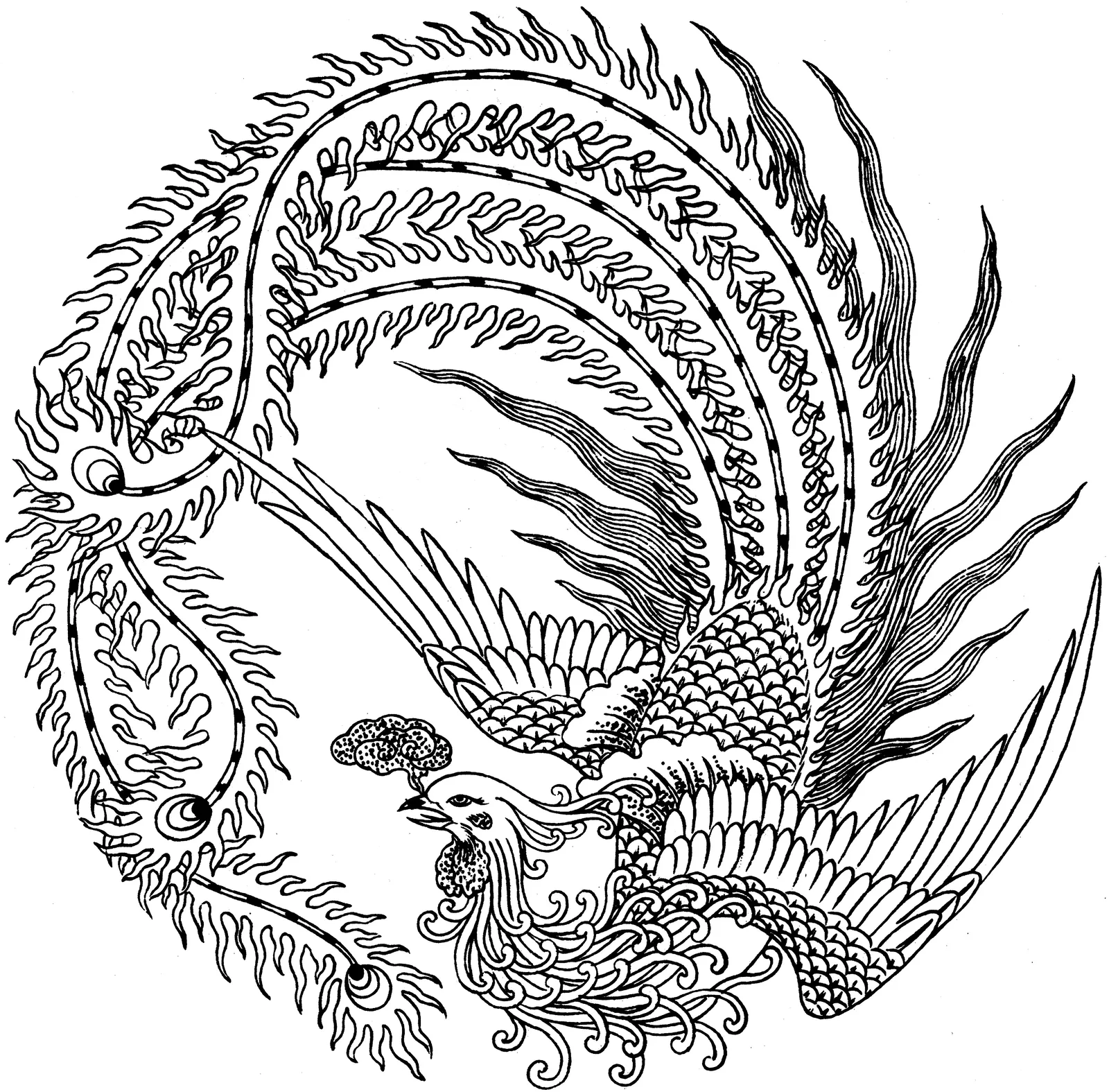 Illustrations Animal Fish