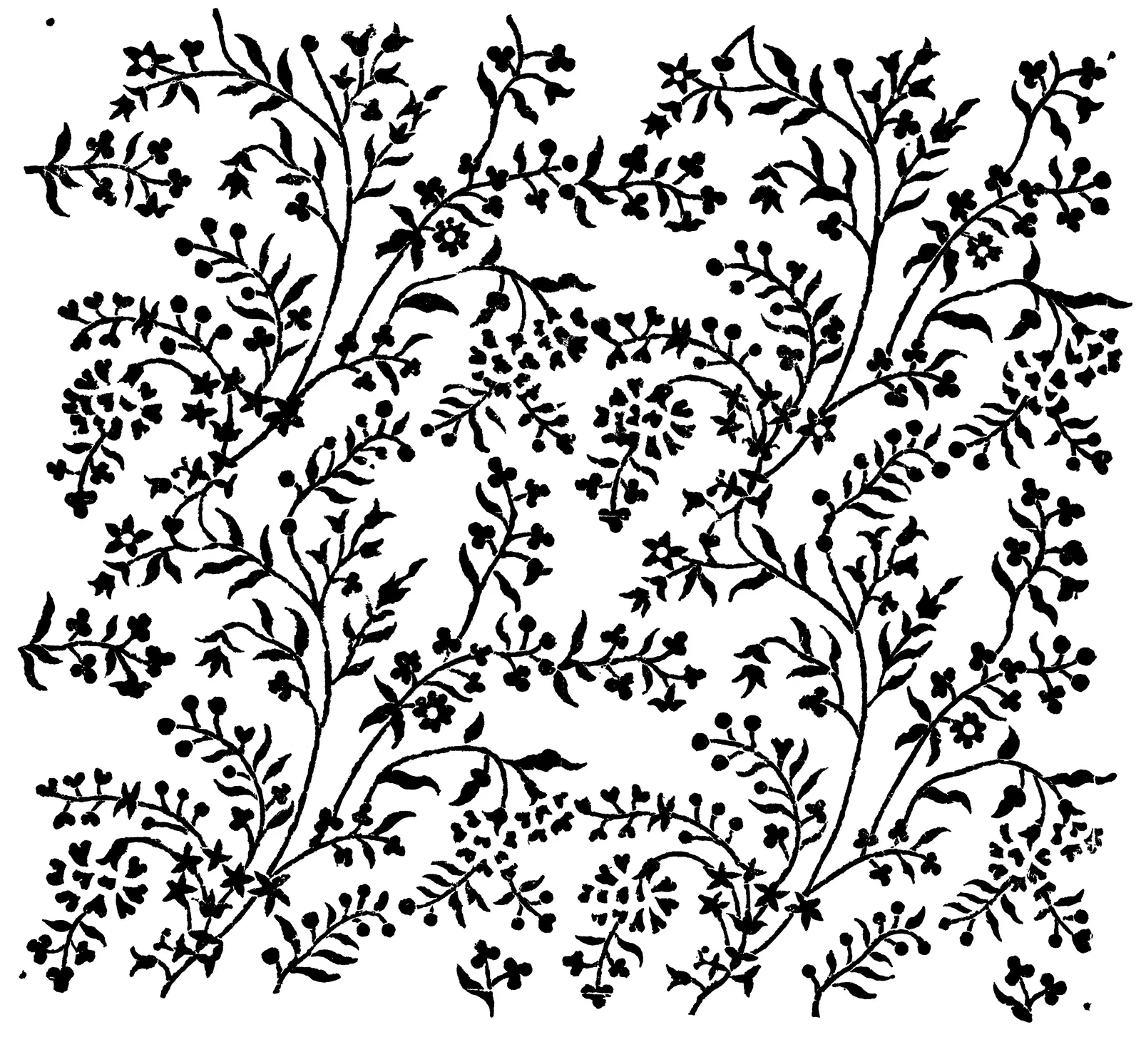 Illustrations Botanical