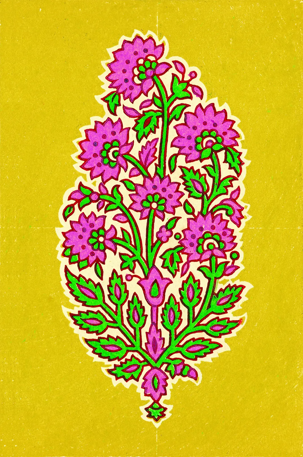 Illustrations Flower Chrysanthemum Botanical