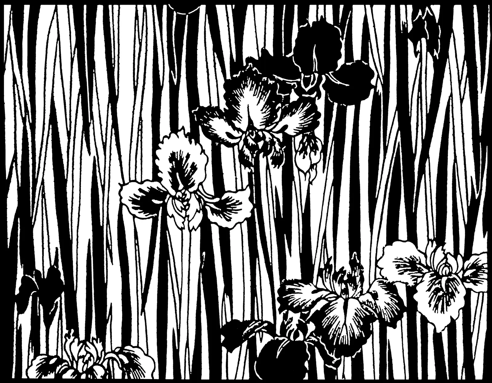 Illustrations Botanical