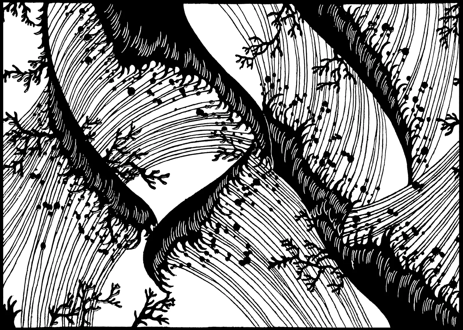 Illustrations Botanical