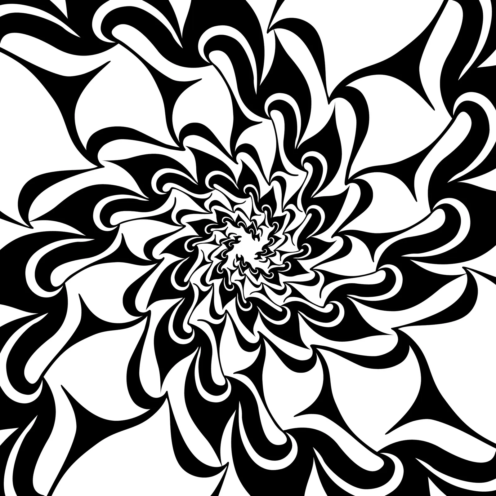 Illustrations Flower Chrysanthemum Botanical