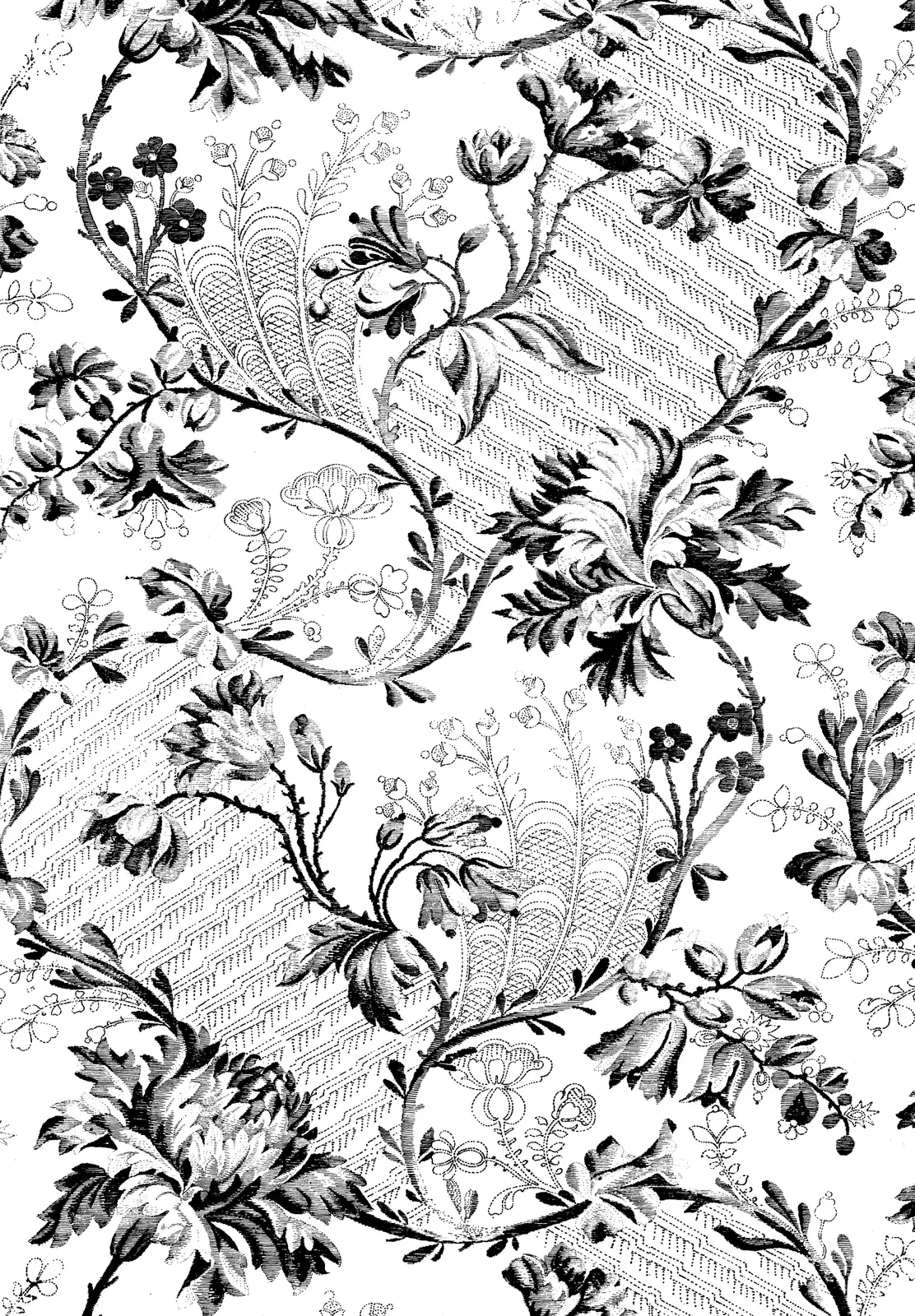 Illustrations Flower Chrysanthemum Botanical