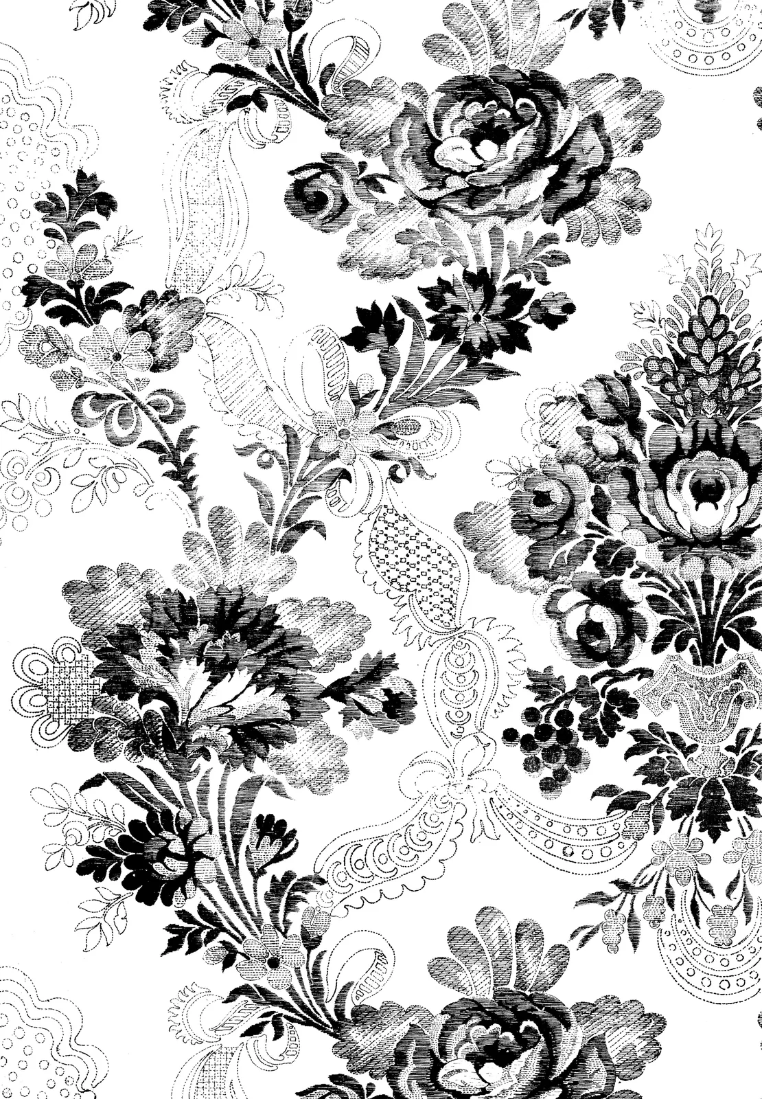 Illustrations Flower Chrysanthemum Botanical