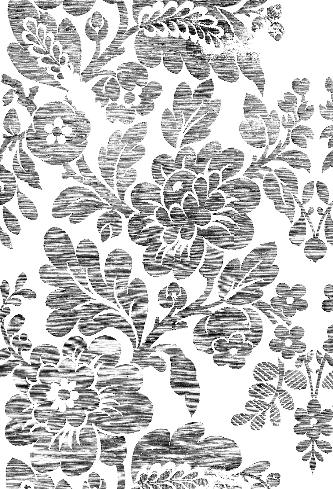 Illustrations Flower Chrysanthemum Botanical