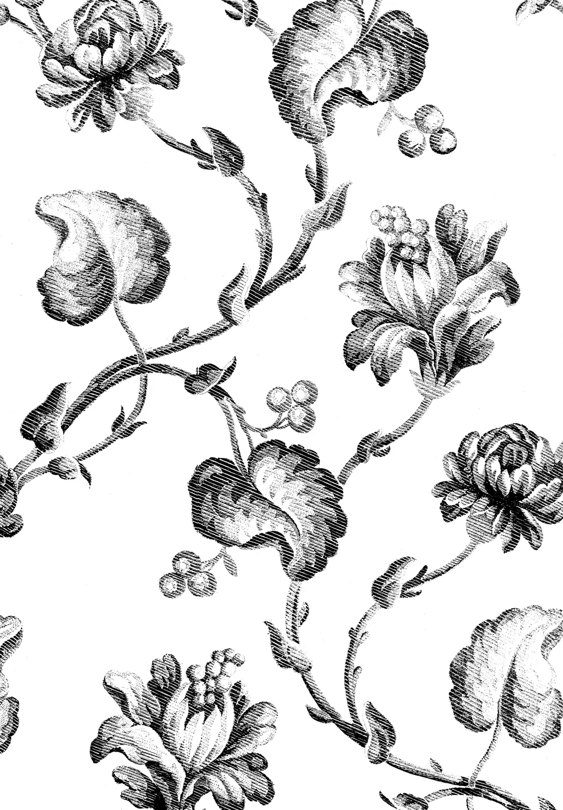 Illustrations Flower Chrysanthemum Botanical