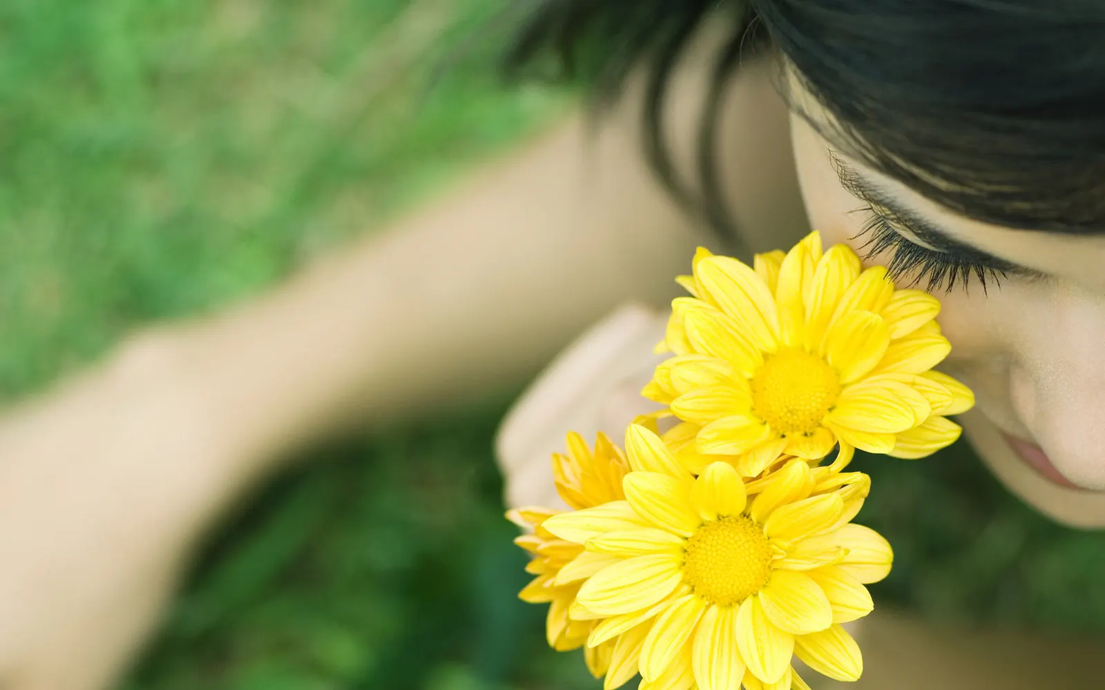 Flower Daisy Chrysanthemum Botanical